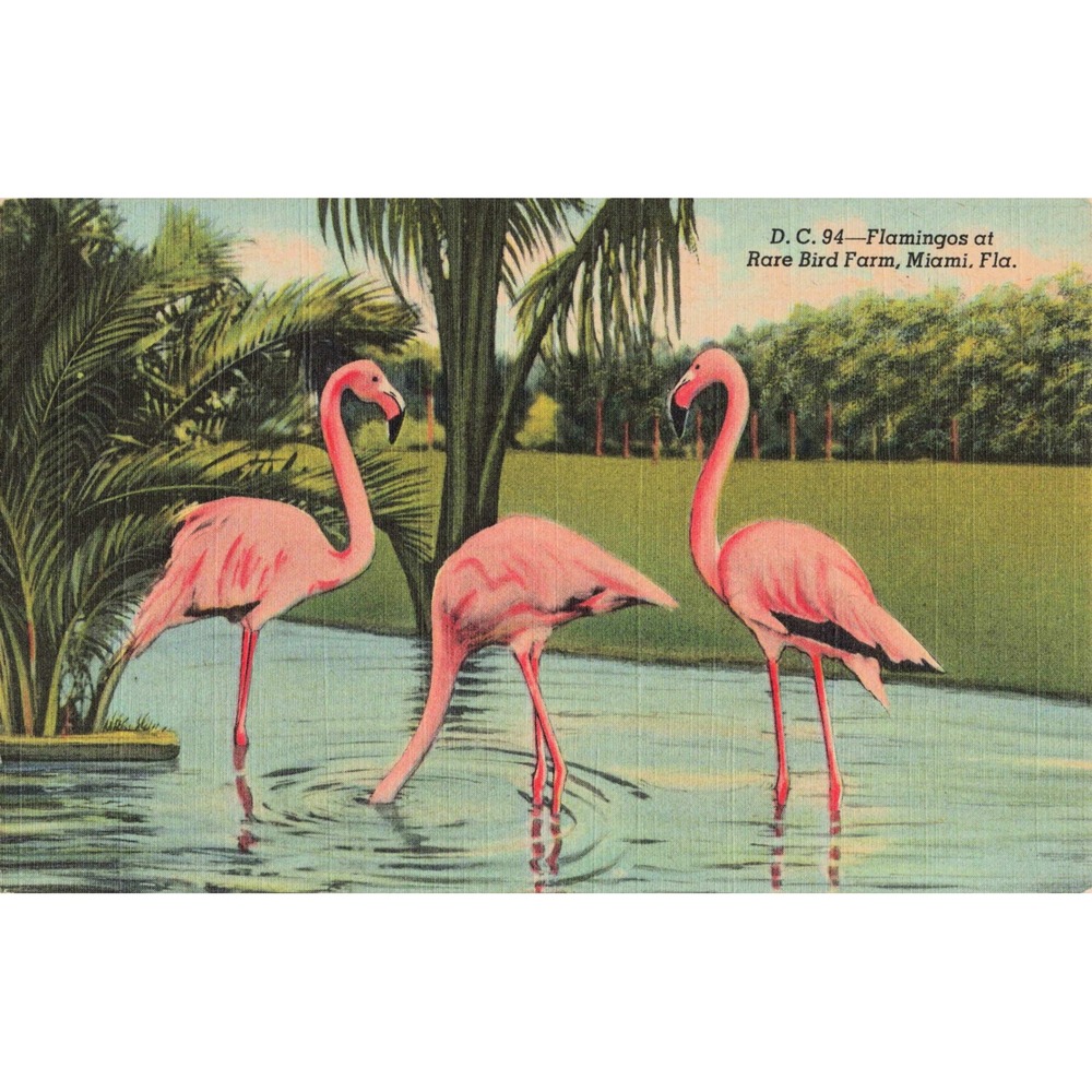 Vtg Flamingos Rare Bird Farm Miami Florida Linen Postcard D.C. 94 - Picture 1 of 2